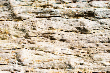 Tree bark texture background.