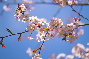 Sakura tree branches on a blue sky background on a clear Sunny day