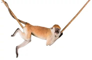 Zelfklevend Fotobehang Monkey Hanging On Rope - Isolated © BillionPhotos.com