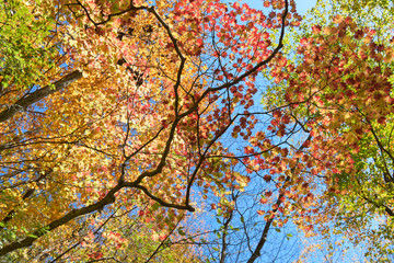 妙義山の紅葉