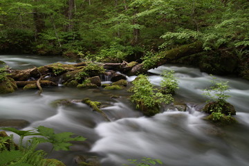 水, 川, 流れ, たき, 森, 自然, 風景, 緑, 岩, クリーク, とぶ, 山, 木, コケ,...