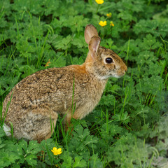 Wild cute rabbit in the green meadow.