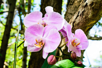 Beautiful purple orchid on the tree