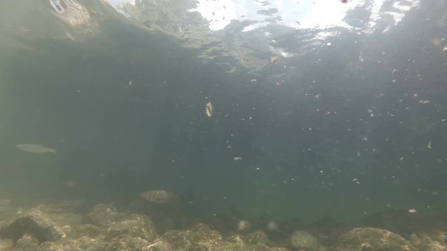 Underwater video from nice river habitat. Swimming close up freshwater fishes Chub. Bohinj, Slovenia