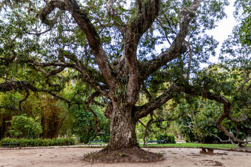 Big old tree in a park isolated