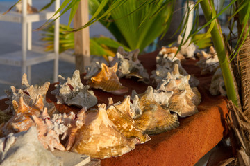Conchs at Sunrise