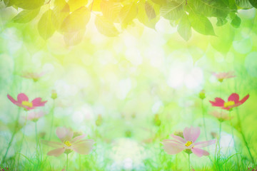 Summer noon backgrounds with beauty Sulfur Cosmos flowers