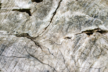 Tree bark texture background.