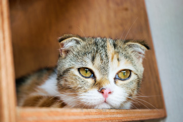 Close up Scottish Fold cat in a wood box.