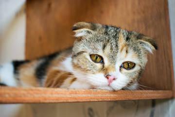 Close up Scottish Fold cat in a wood box.