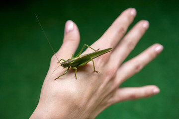 Green locust on the hand.
