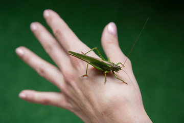 Green locust on the hand.