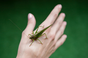 Green locust on the hand.