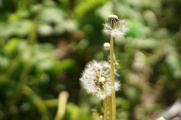 Dandelion seeds