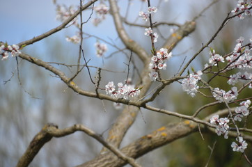 flower beauty cherry