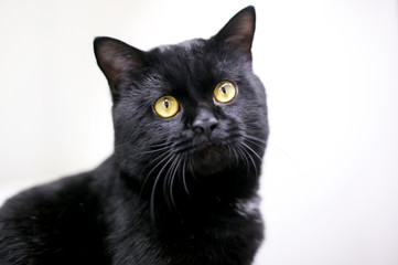 A black domestic shorthair cat with bright yellow eyes