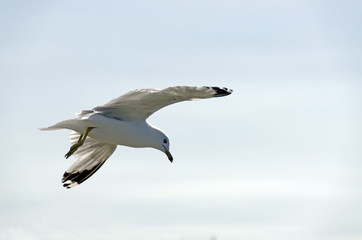 Gull in flight