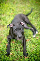 A black Pit Bull Terrier mixed breed puppy relaxing in the grass