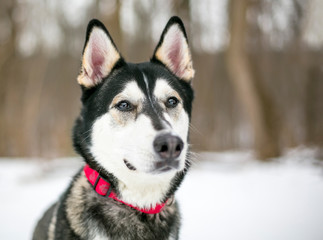 A Siberian Husky/Malamute mixed breed dog outdoors in the snow