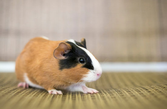 A young tricolor American Guinea Pig