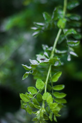 water drops on grass after rain