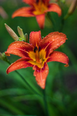 Fototapeta premium red Orchid after the rain