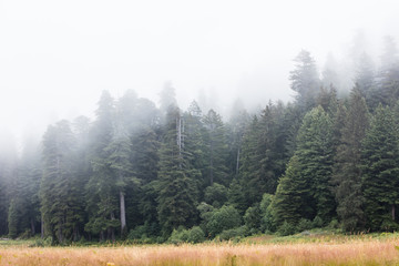 Fog and Forest in Redwood National Park, California