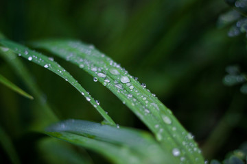 water drops on grass after rain