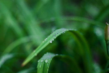 Fototapeta na wymiar water drops on grass after rain