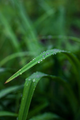 Fototapeta na wymiar water drops on grass after rain