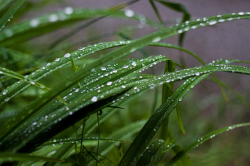 water drops on grass after rain