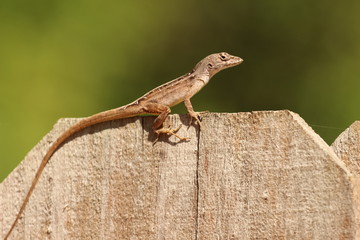 Small Lizard / Florida Anole on a Fence 