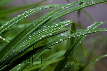Naklejka premium water drops on grass after rain