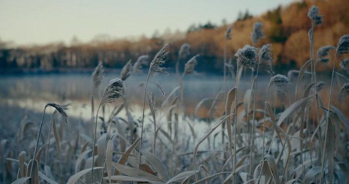 晩秋のイメージ　霜が降りた池のほとり