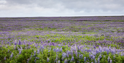 Fototapeta premium Field of Lupines along the South Coast of Iceland
