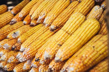 Organic corns. Selective focus. Copy space.