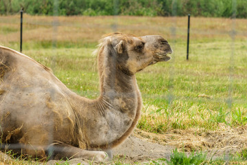 Bactrian Camel on the ground in a farm or zoo.