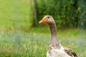 Closeup shot of big grey adult goose on green background in zoo or farm.