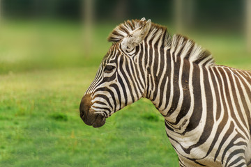 Fototapeta na wymiar Stallion Grant's zebra closeup head on green background.