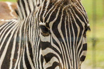 Fototapeta na wymiar Stallion Grant's zebra closeup head on green background.