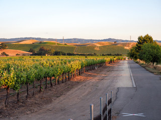 Vineyard  and bike trail at sunset in Livermore Wine Country, California © Jennifer Jean