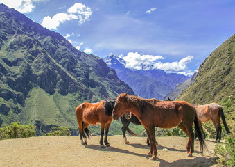 Fototapeta na wymiar Four horses, Inca Trail