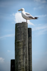 seaguls by the seashore