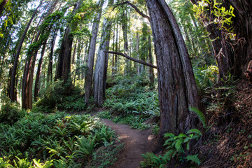 Fototapeta premium Trail Running Through Redwood National Park, California
