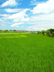 梅雨の晴れ間の青田風景