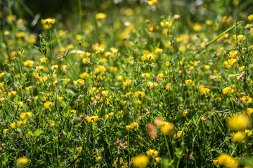 field flowers