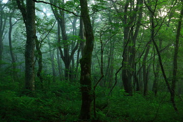 霧に包まれる森
