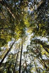 looking straight up at trees