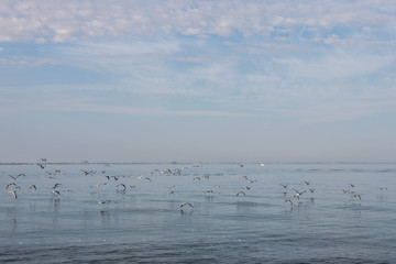 lake water and birds