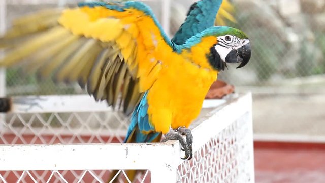 Close up colorful parrot macaw